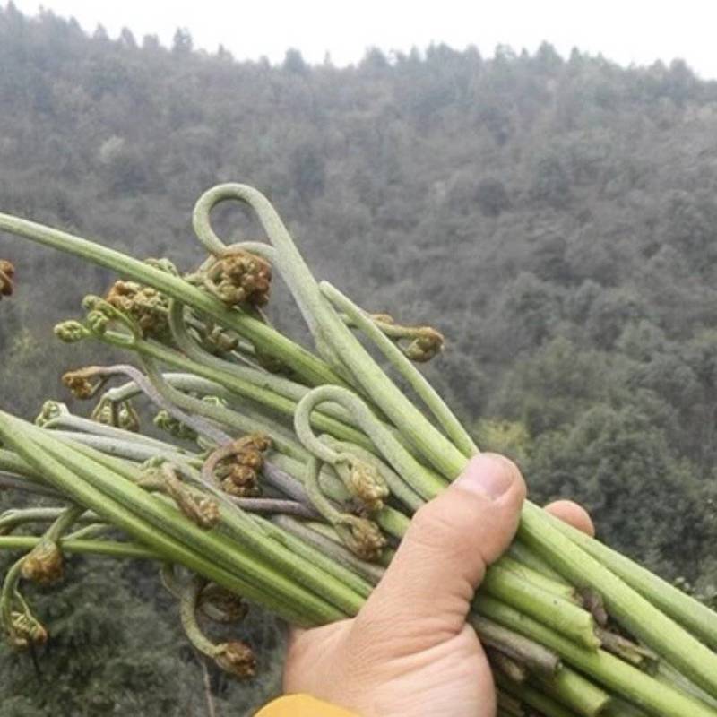 纯野生蕨菜，航空运输，如果有机场，当天发货，当天到达