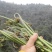 纯野生蕨菜，航空运输，如果有机场，当天发货，当天到达