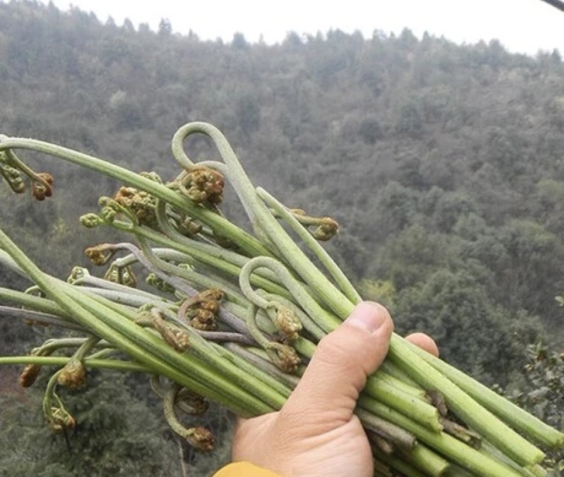 纯野生蕨菜，航空运输，如果有机场，当天发货，当天到达