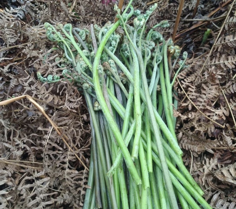 纯野生蕨菜，航空运输，如果有机场，当天发货，当天到达
