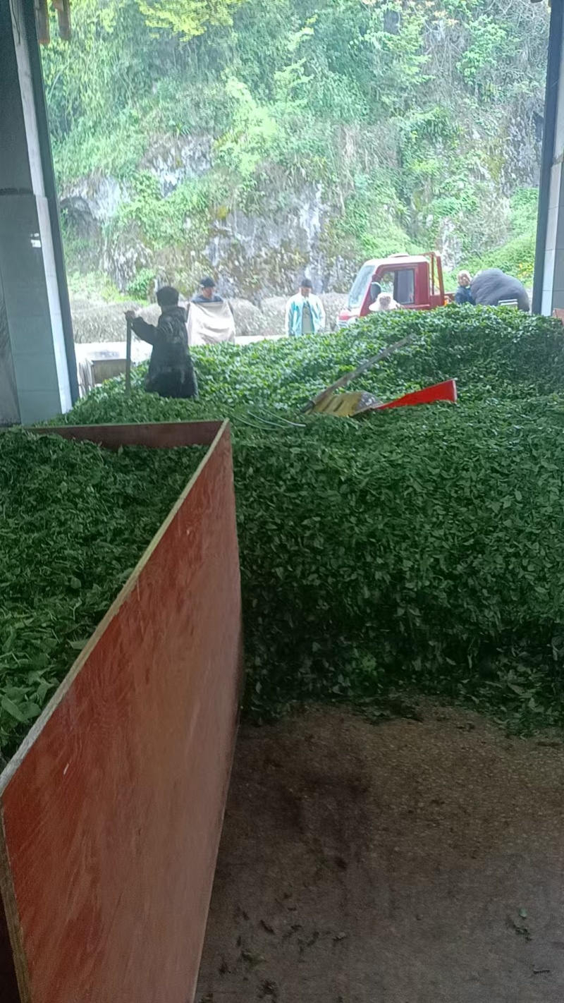 恩施明前硒绿茶（口粮茶！口粮茶！口粮茶！）250g全新