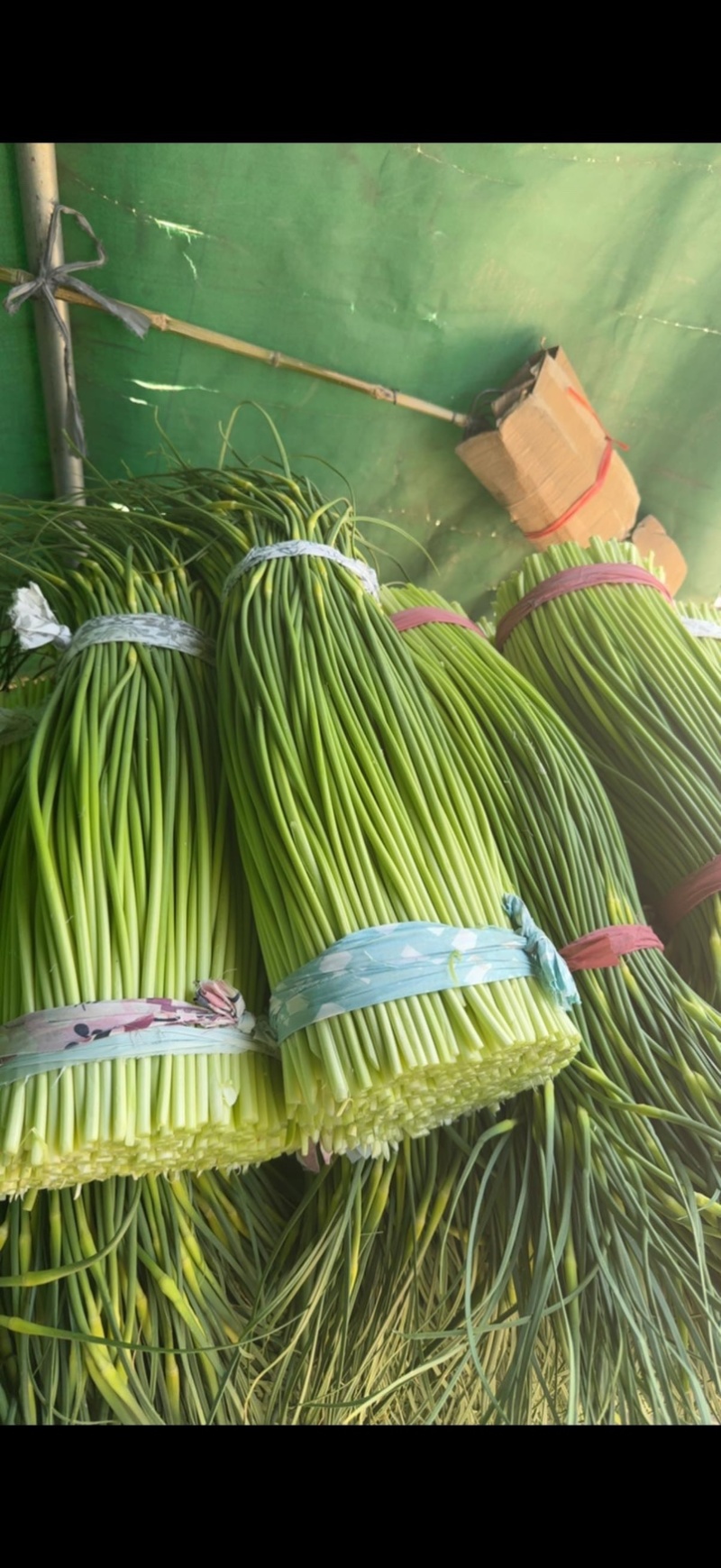 盐城大丰精品蒜苗，价格详谈