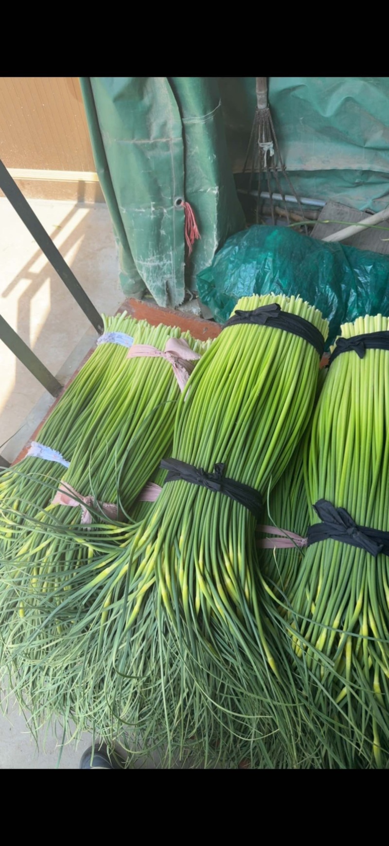 盐城大丰精品蒜苗，价格详谈
