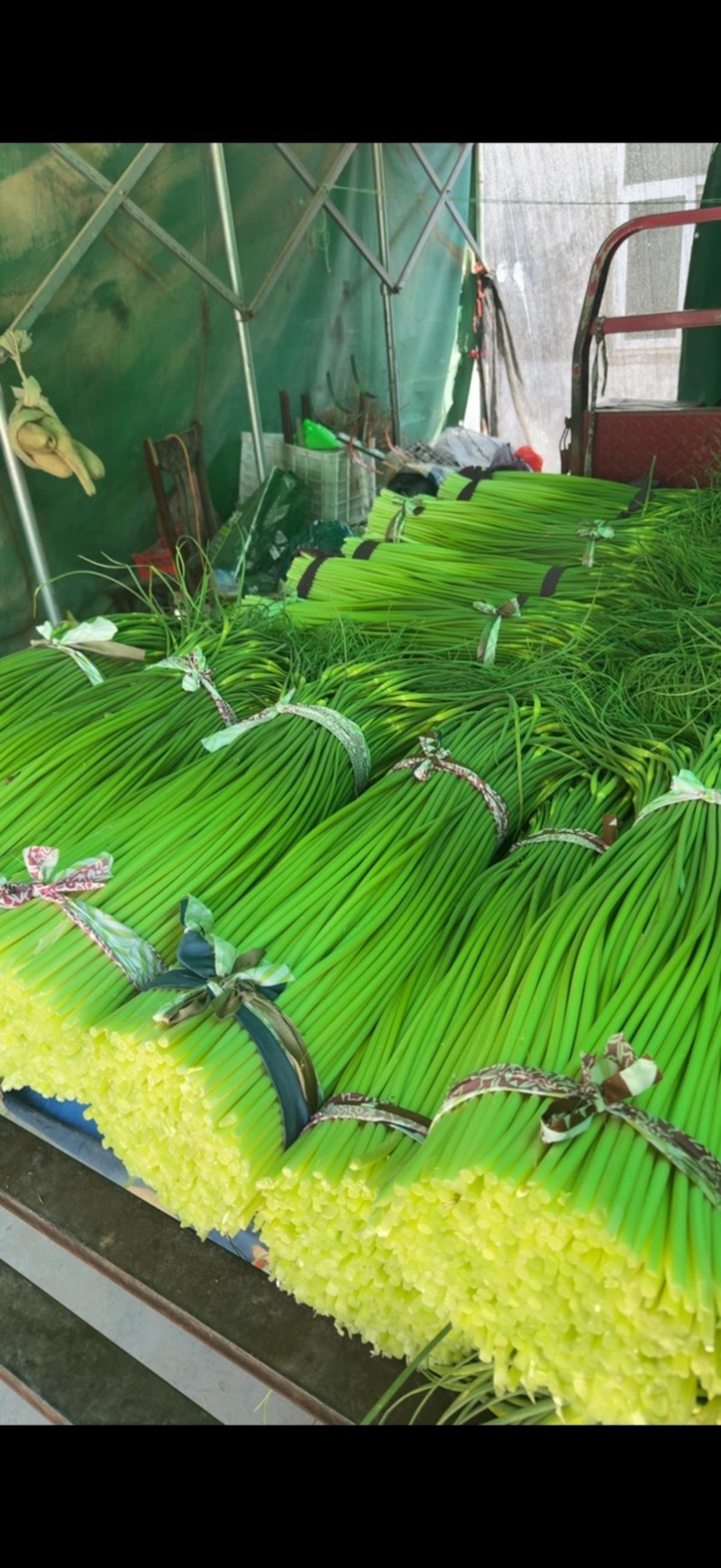 盐城大丰精品蒜苗，价格详谈