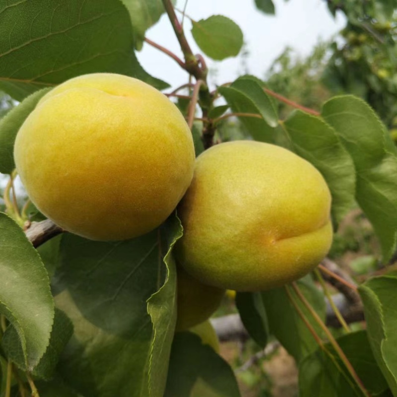 山西永济大地金太阳杏