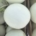 玉菇甜瓜。