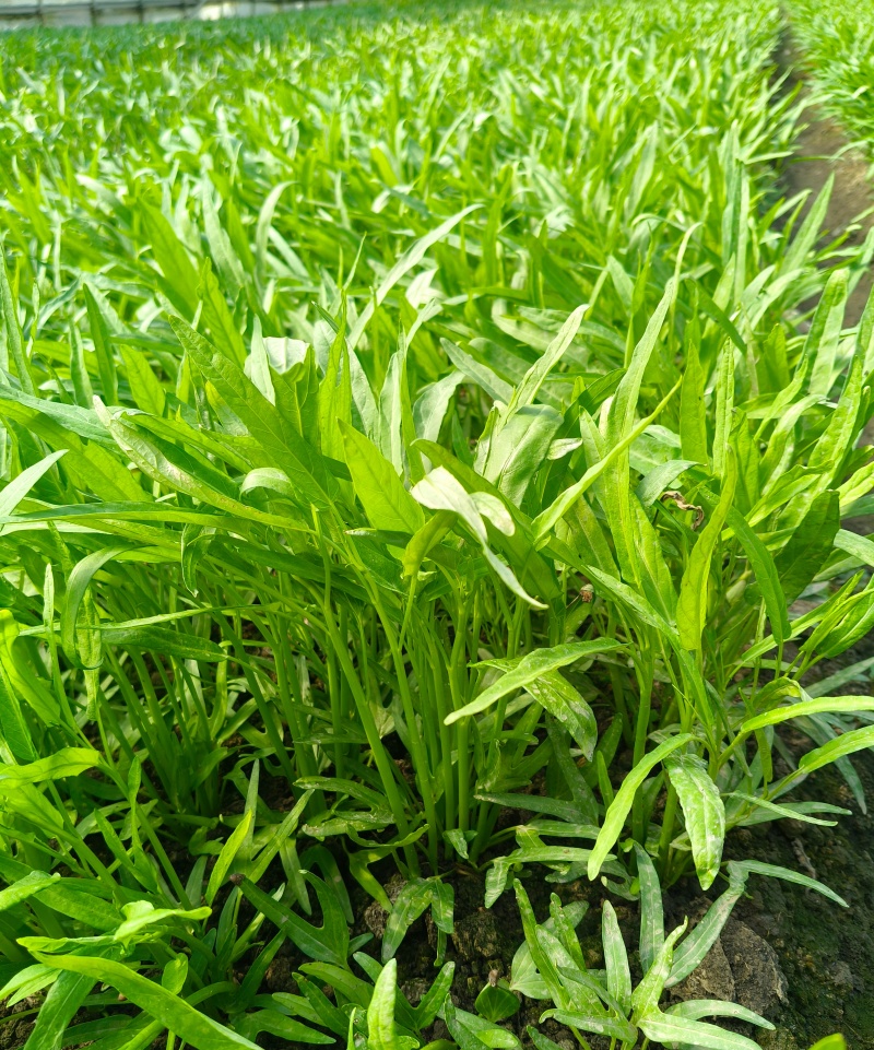 大棚空心菜头，15到20长，空心菜头，有需要可以联系我