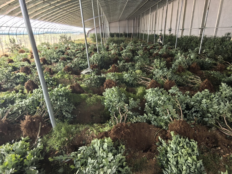 山东优质地栽蓝莓树苗，带花带果，带土球发货，产地直发！