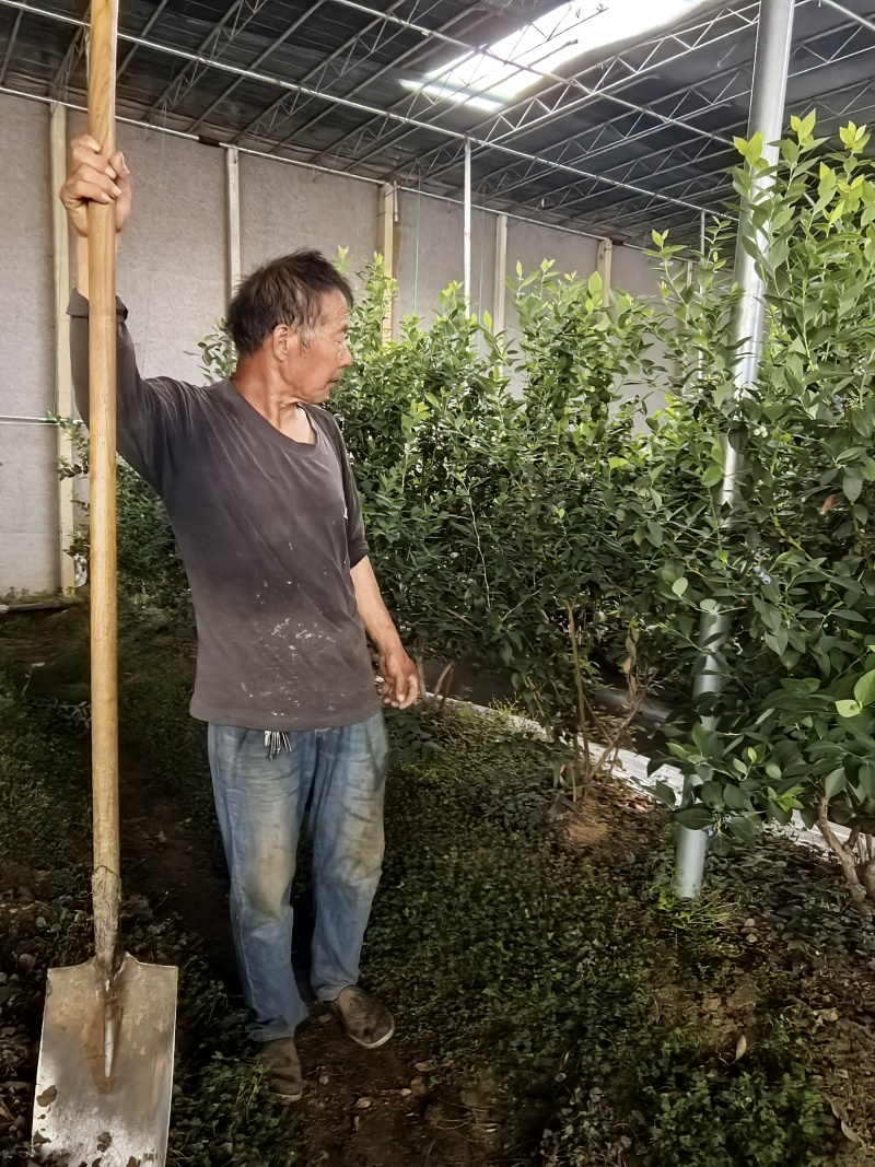 山东优质地栽蓝莓树苗，带花带果，带土球发货，产地直发！