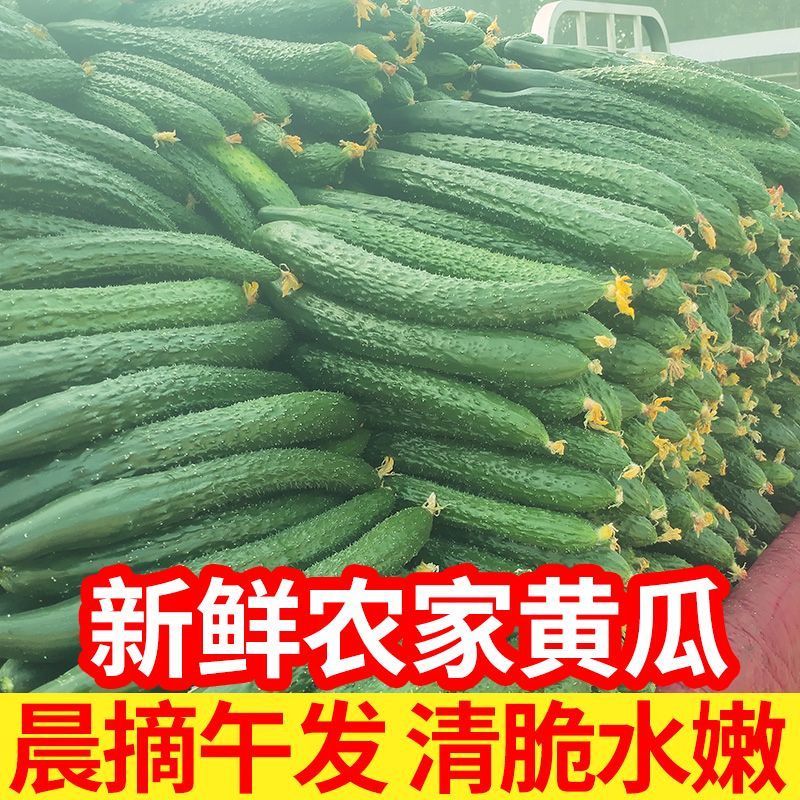 新鲜现摘黄瓜电商发货可代发