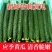 新鲜现摘黄瓜电商发货可代发