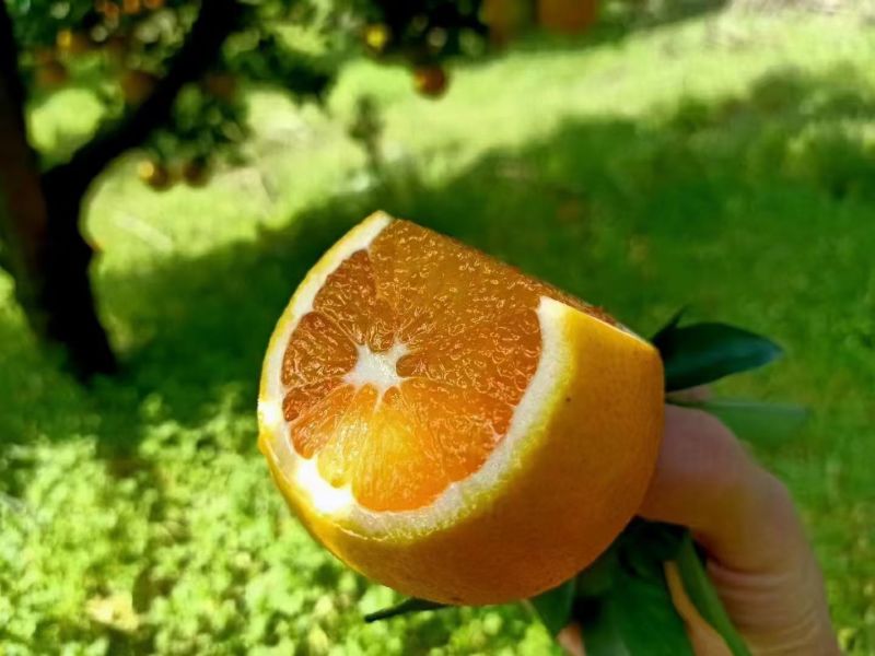 伦晚脐橙