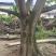 黄葛树100cm直径
