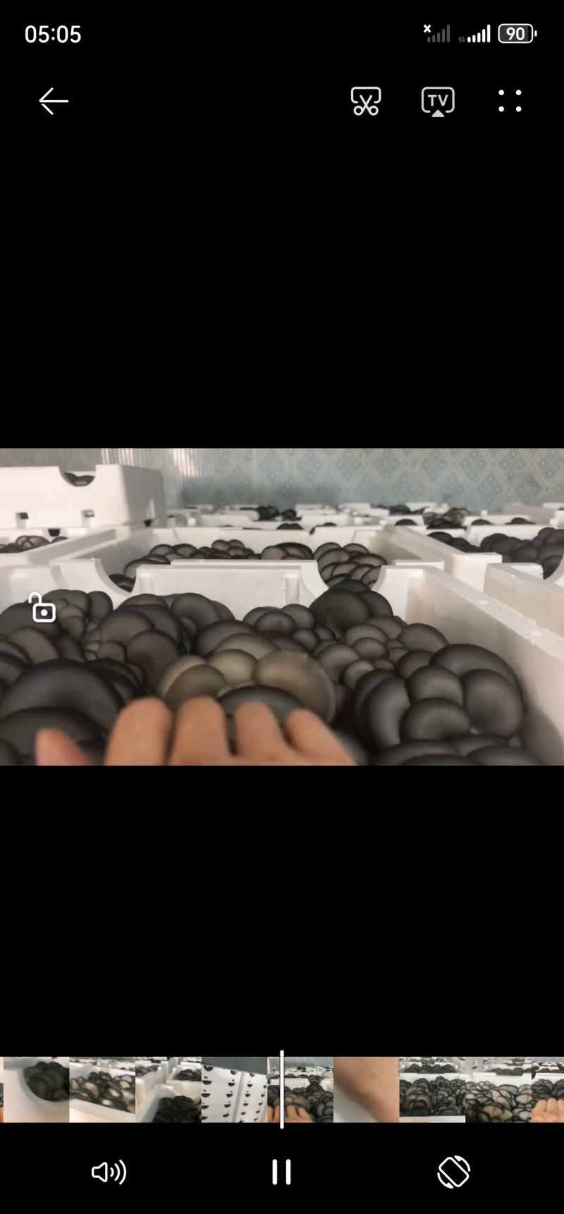 精品平菇