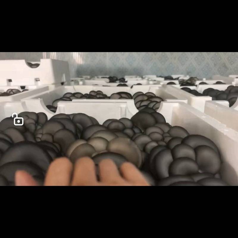 精品平菇