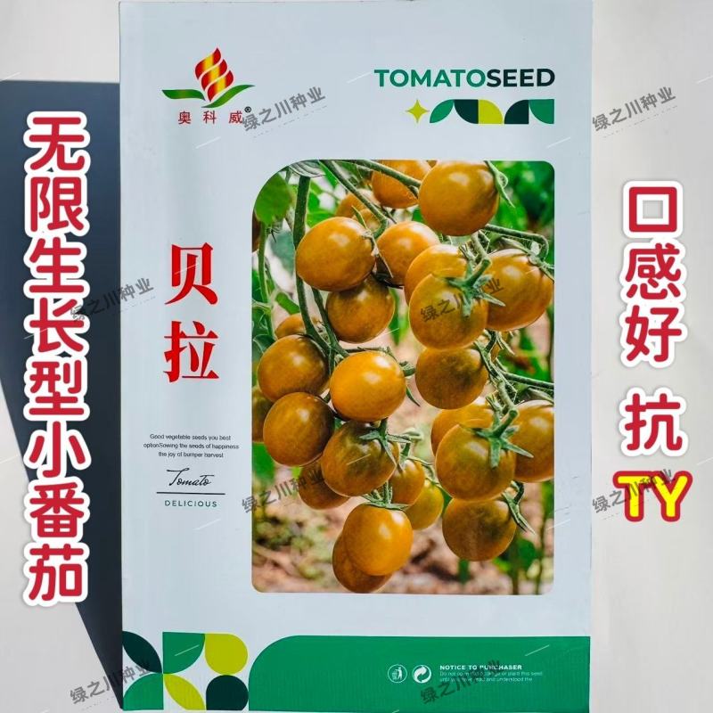 贝拉小番茄种子无限生长型香甜黄绿色樱桃番茄种籽水果番茄种