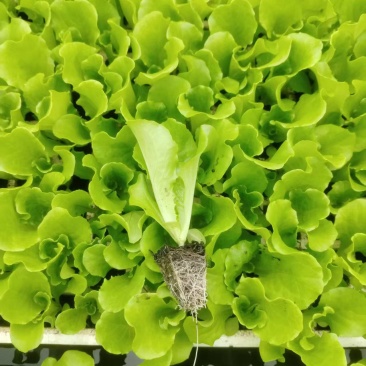 生菜苗