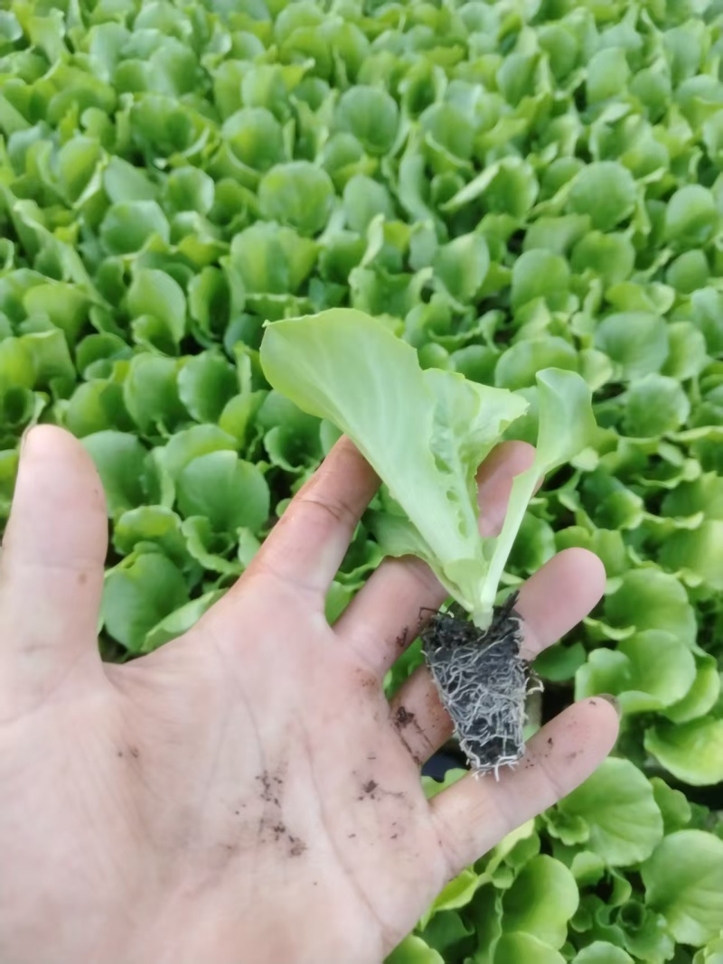 生菜苗