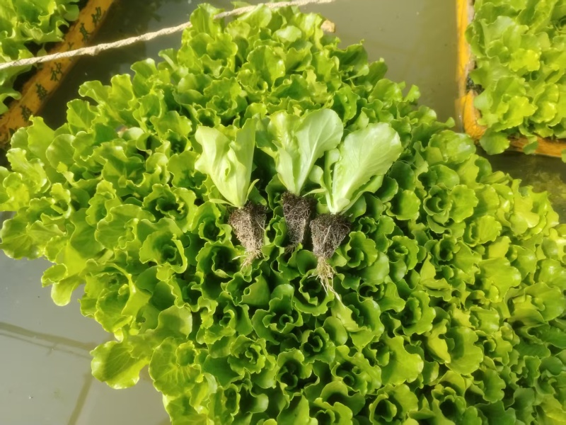 生菜苗
