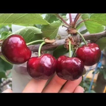 甘肃天水秦州套袋大樱桃