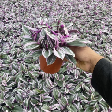 吊兰婚礼油画开花