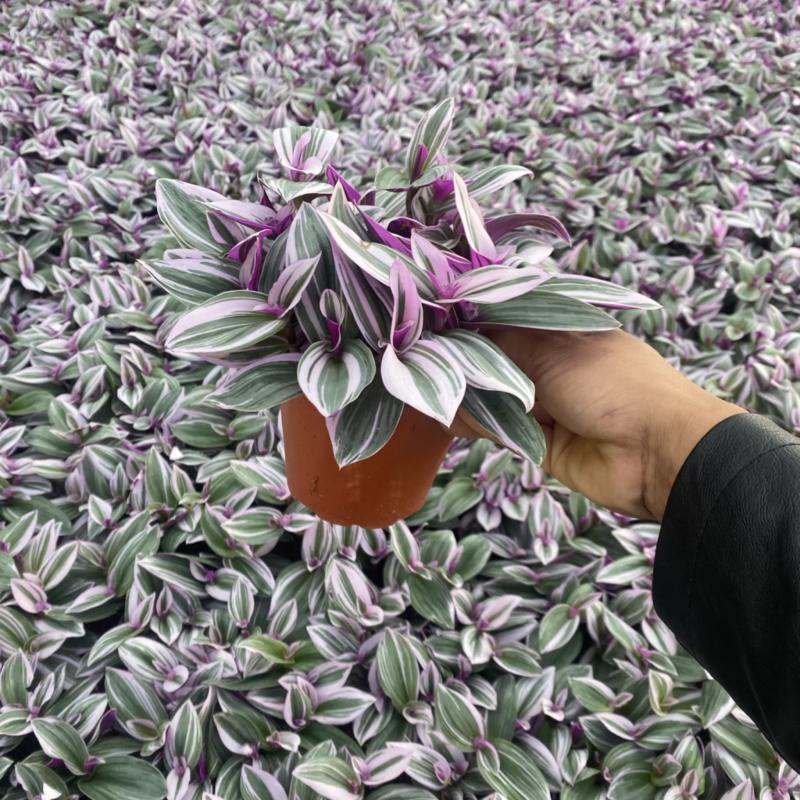 吊兰婚礼油画开花
