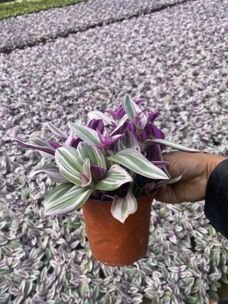 吊兰婚礼油画开花