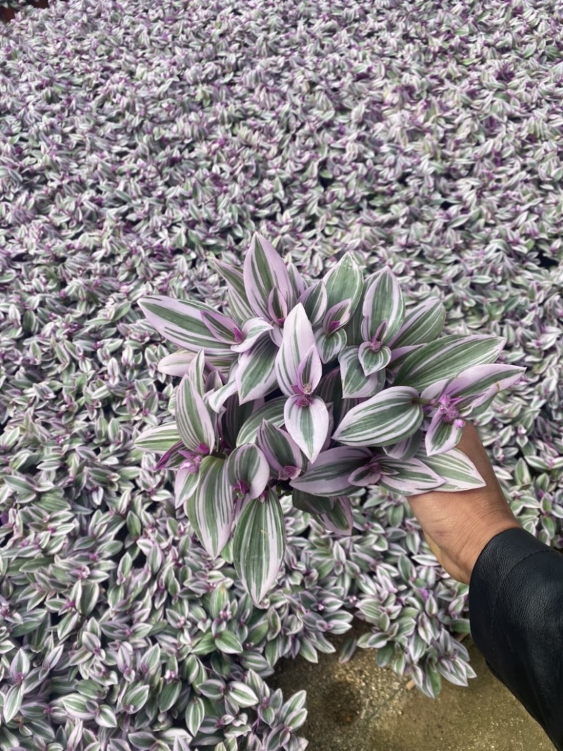 吊兰婚礼油画开花