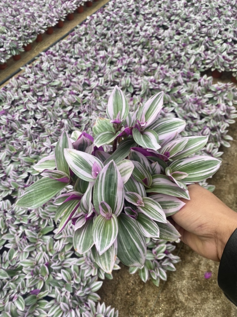 吊兰婚礼油画开花