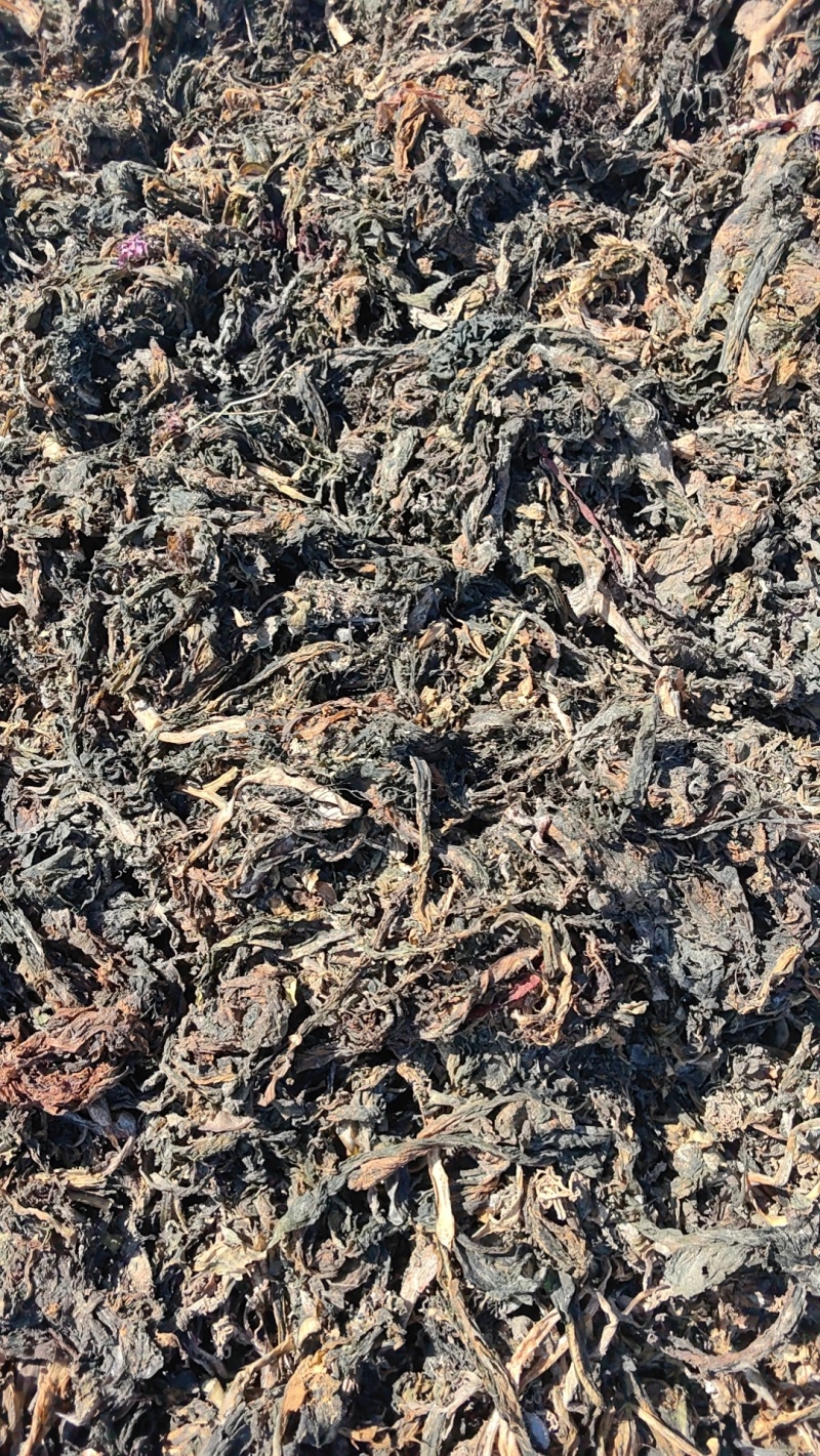 淡干裙带菜