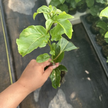 百香果嫁接苗