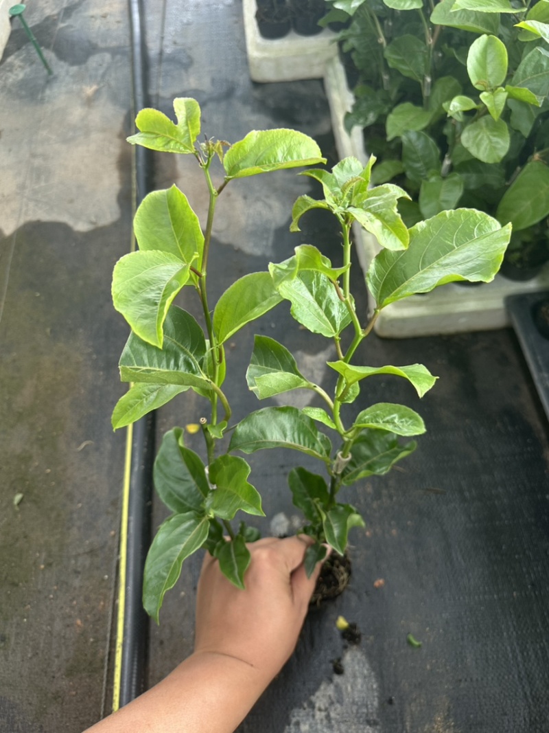 百香果嫁接苗