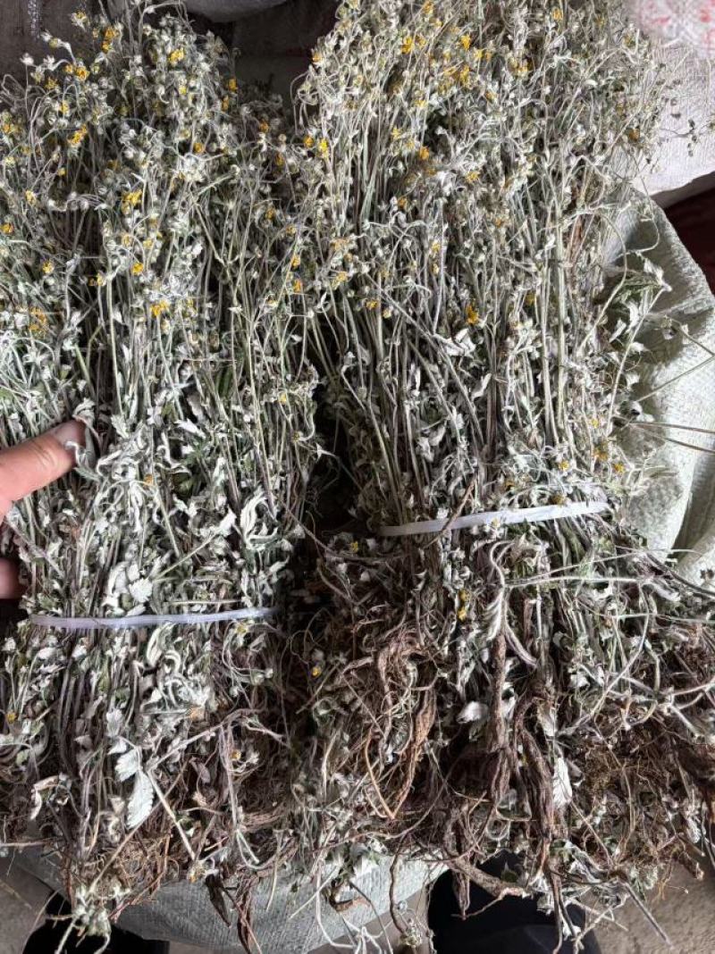 精品翻白草