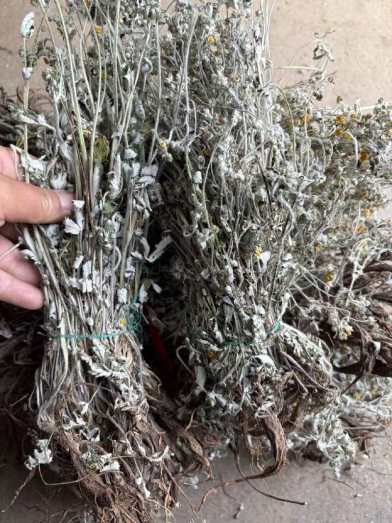 精品翻白草