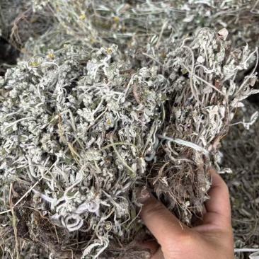 精品翻白草