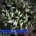 2026年槐花上市了，甘肃货，**的槐花，今日槐花价格。