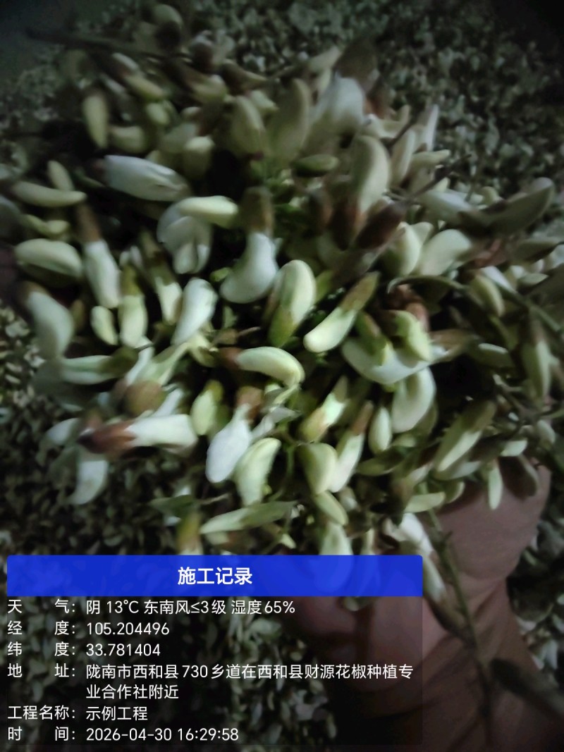 2026年槐花上市了，甘肃货，**的槐花，今日槐花价格。