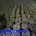 2026年槐花上市了，甘肃货，**的槐花，今日槐花价格。