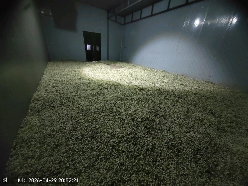 2026年槐花上市了，甘肃货，**的槐花，今日槐花价格。