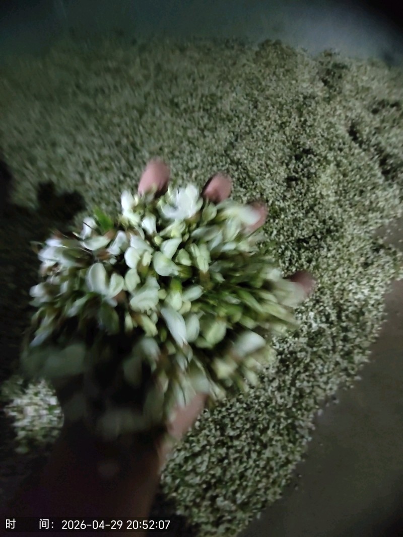 2026年槐花上市了，甘肃货，**的槐花，今日槐花价格。