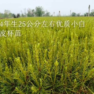 白皮松杯苗