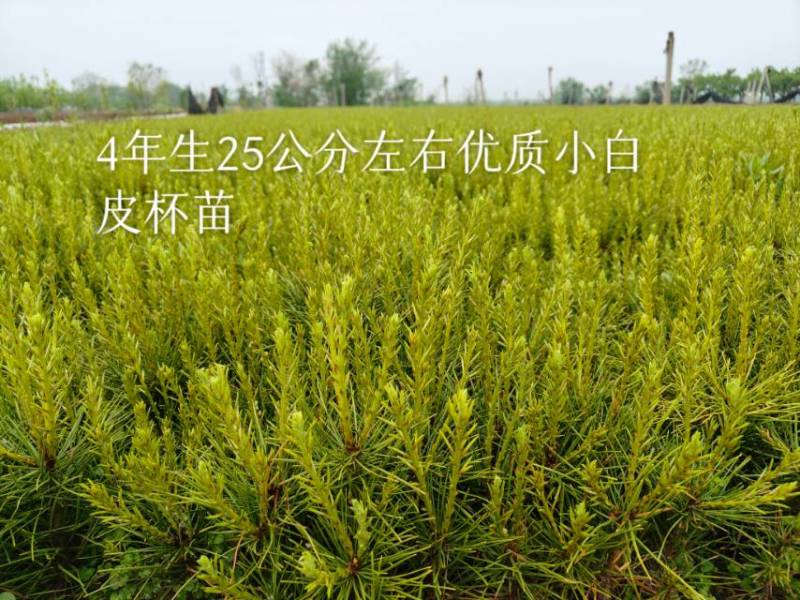 白皮松杯苗