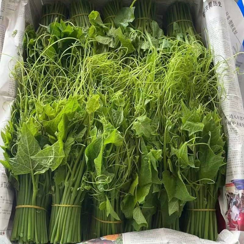 龙须菜洋瓜尖叶当季孕妇蔬菜批发农新鲜现摘现发