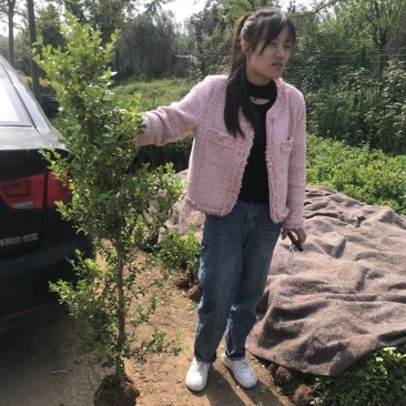 黄杨木独杆小叶黄杨一手货源全国发货量大价优欢迎随时联系