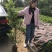 黄杨木独杆小叶黄杨一手货源全国发货量大价优欢迎随时联系