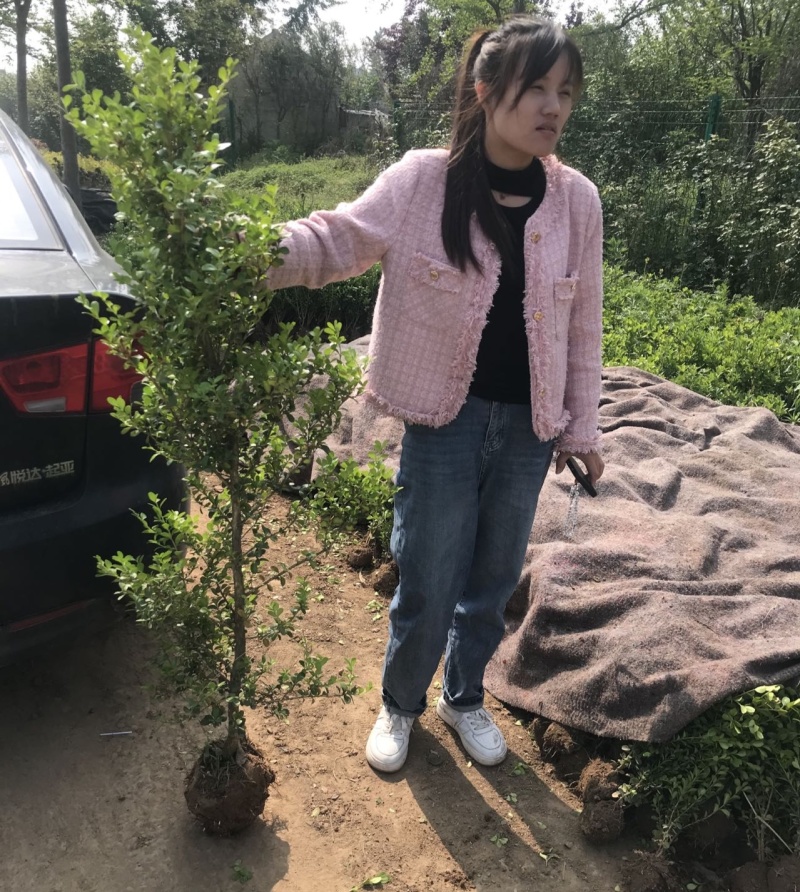 黄杨木独杆小叶黄杨一手货源全国发货量大价优欢迎随时联系