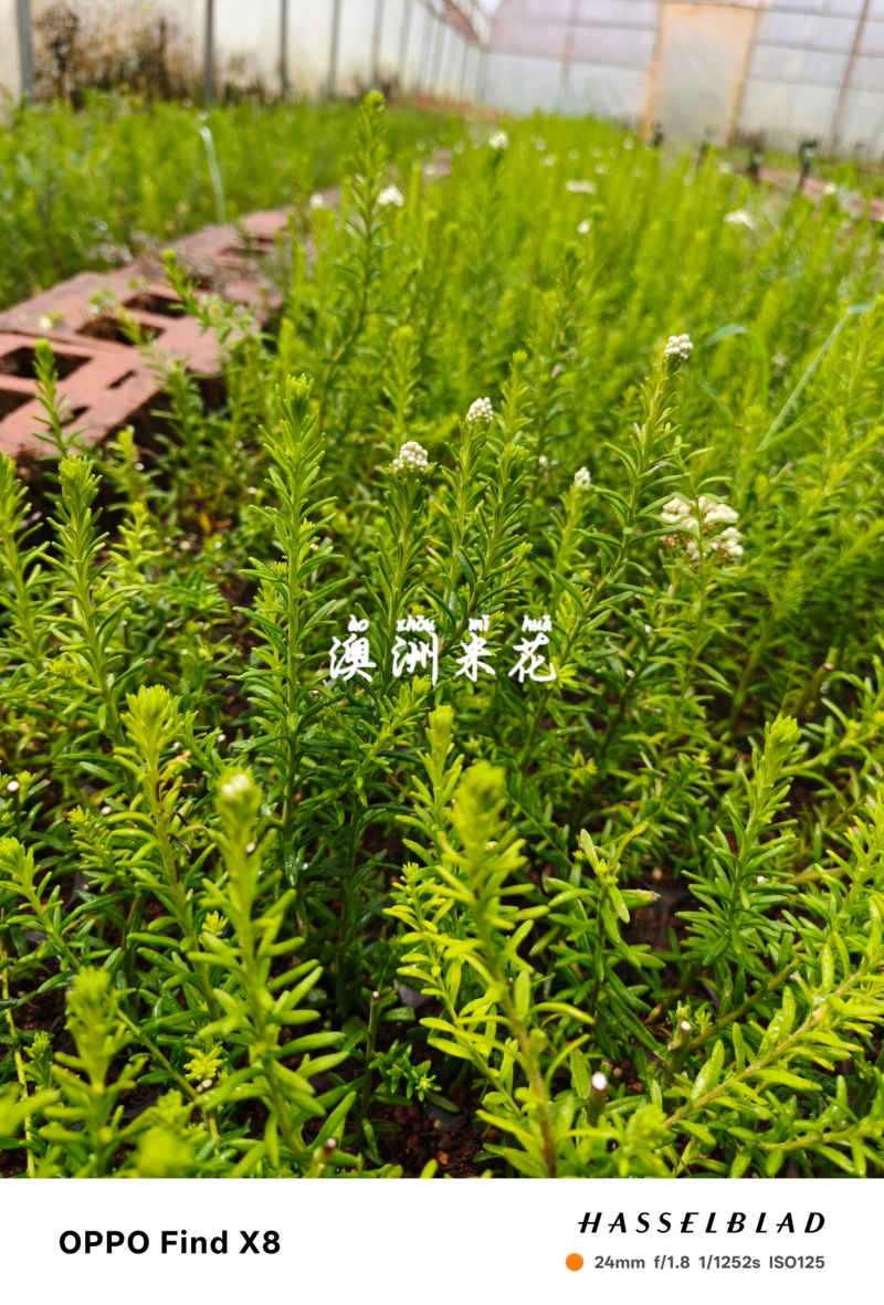 澳洲米花袋苗用于园林工程绿化全国各地可发货