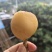 白玉枇杷精品大果皮薄肉厚汁水足电商供货微商一件代发