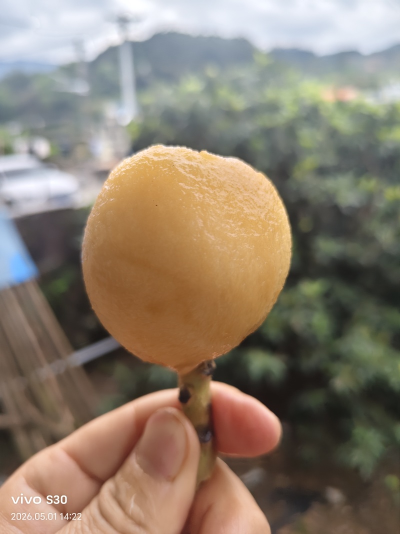白玉枇杷精品大果皮薄肉厚汁水足电商供货微商一件代发