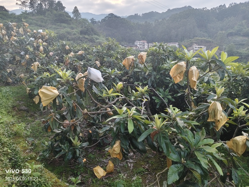 白玉枇杷精品大果皮薄肉厚汁水足电商供货微商一件代发